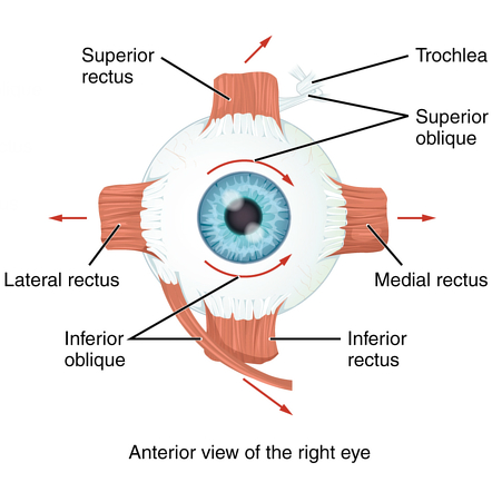 eye muscles image 
