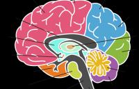 the_brain - brain occipital lobe vision neuroplasticity high resolution